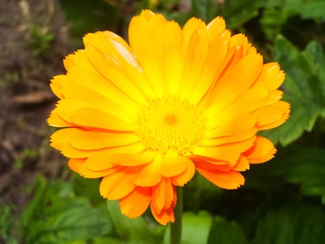 Flowers plants, beautiful flowering plants. Flowers plants, beautiful flowering plants