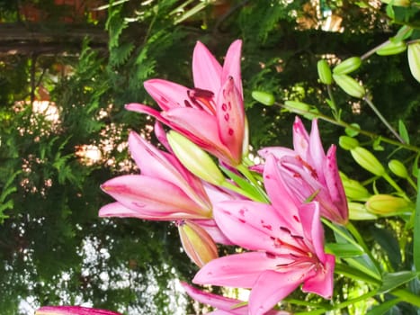Flowers plants, beautiful flowering plants. Flowers plants, beautiful flowering plants
