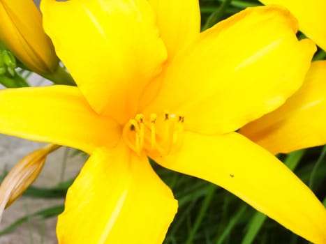 Flowers plants, beautiful flowering plants. Flowers plants, beautiful flowering plants
