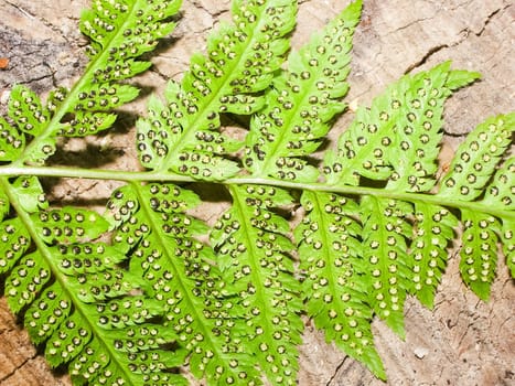 Fern leaves, herbaceous plant fern. Fern leaves, herbaceous plant fern