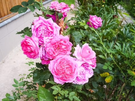 Flowers plants, beautiful flowering plants. Flowers plants, beautiful flowering plants