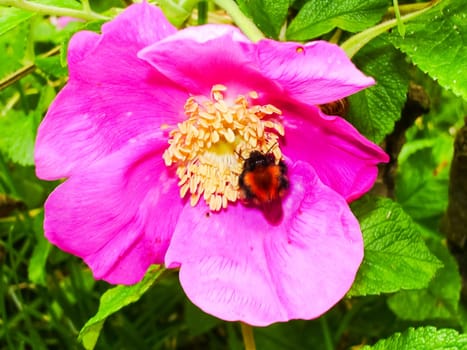 Flowers plants, beautiful flowering plants. Flowers plants, beautiful flowering plants