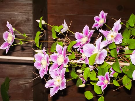 Flowers plants, beautiful flowering plants. Flowers plants, beautiful flowering plants