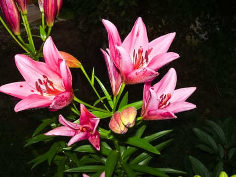 Flowers plants, beautiful flowering plants. Flowers plants, beautiful flowering plants