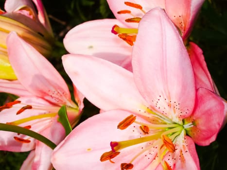 Flowers plants, beautiful flowering plants. Flowers plants, beautiful flowering plants
