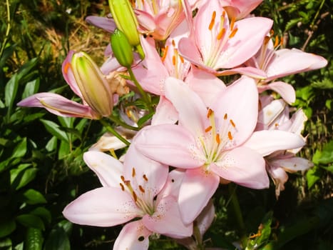 Flowers plants, beautiful flowering plants. Flowers plants, beautiful flowering plants
