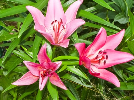 Flowers plants, beautiful flowering plants. Flowers plants, beautiful flowering plants
