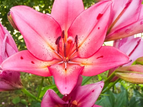 Flowers plants, beautiful flowering plants. Flowers plants, beautiful flowering plants