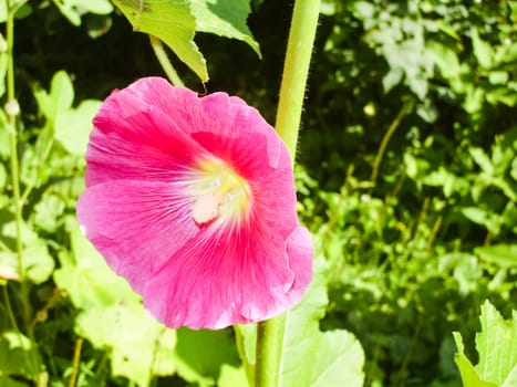 Flowers plants, beautiful flowering plants. Flowers plants, beautiful flowering plants