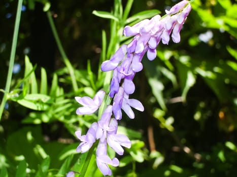 Flowers plants, beautiful flowering plants. Flowers plants, beautiful flowering plants