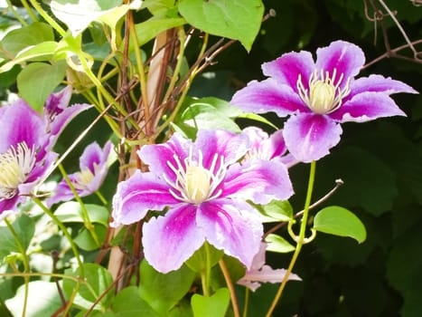 Flowers plants, beautiful flowering plants. Flowers plants, beautiful flowering plants