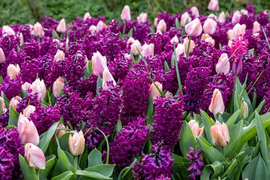 pink tulips and purple hyacinths blooming in a garden
