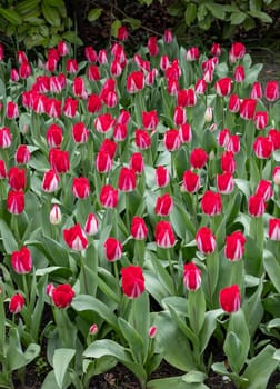 red tulips blooming in a garden