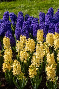 yellow and blue hyacinths blooming in a garden