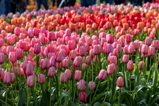 pink and red tulips blooming in a garden