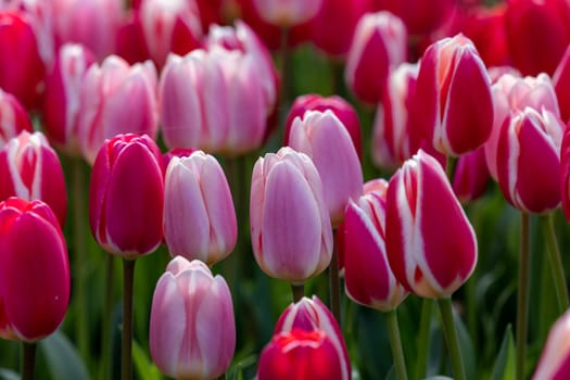 red and pink tulips blooming in a garden
