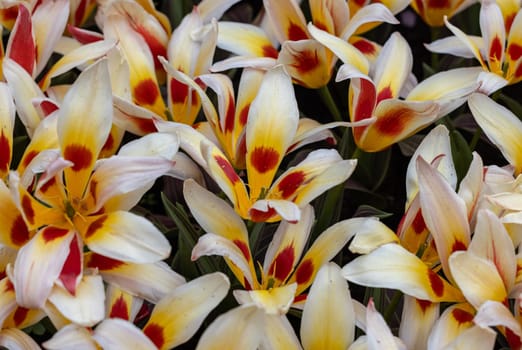 Colorful tulip called Alkmaar. Tulips are divided into groups that are defined by their flower features