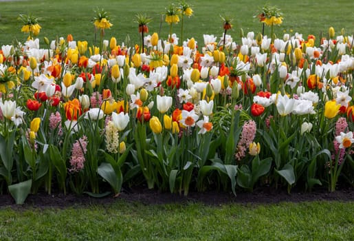 colorful tulips, Fritillaria imperialis  and hyacinths blooming in a garden