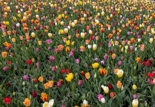 A melange of colorful tulips blooming in a garden