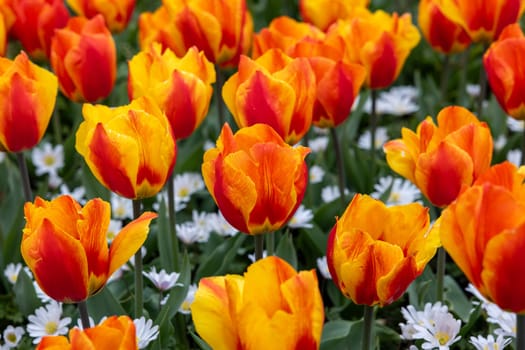 Anemone White Splendour and Tulip Lighting Sun from Darwin Hybrid group. Tulips are divided into groups that are defined by their flower features