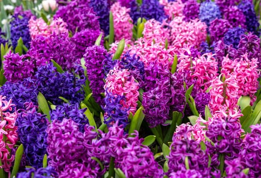 colorful hyacinths blooming in a garden