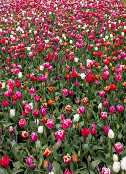 A melange of colorful tulips blooming in a garden