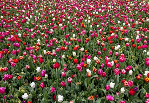 A melange of colorful tulips blooming in a garden