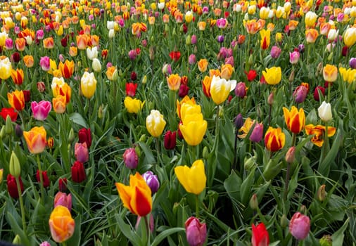 A melange of colorful tulips blooming in a garden