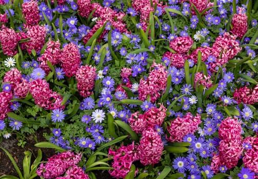 Blue Shades Anemones and Pink Pearl Hyacinths blooming in a garden