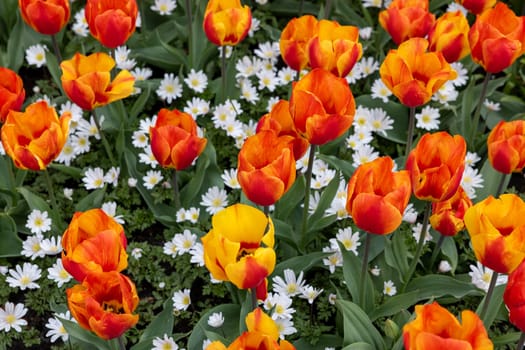 Anemone White Splendour and Tulip Lighting Sun from Darwin Hybrid group. Tulips are divided into groups that are defined by their flower features