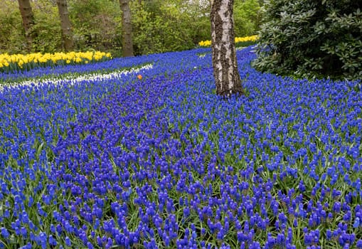blue muscari flowers blooming in a garden