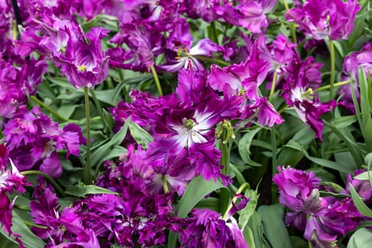 purple tulips blooming in a garden