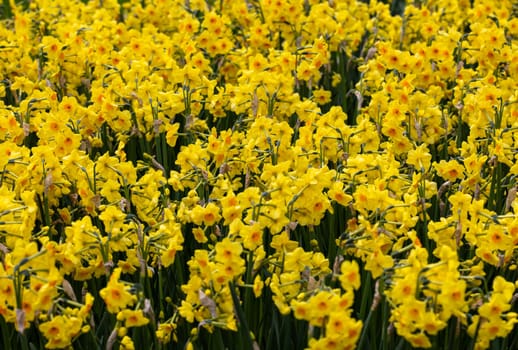 yellow daffodils flowers blooming in a garden