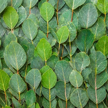 Texture Of Green Eucalyptus Leaves