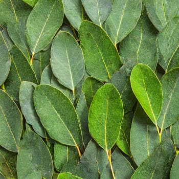 Texture Of Green Eucalyptus Leaves