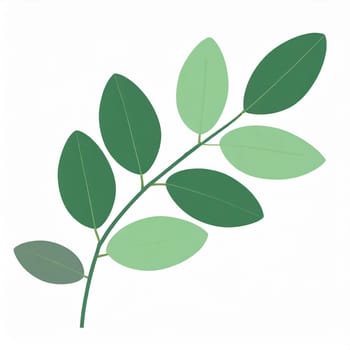 Green eucalyptus leaves isolated on white background