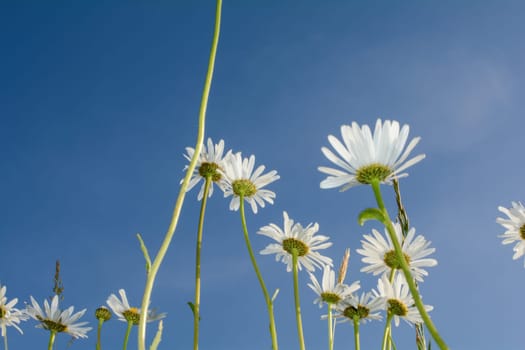 Marguerite from bottom to top with blue sky,Marguerite from bottom to top with blue sky