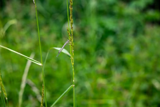 A Dragonfly on plant in green nature