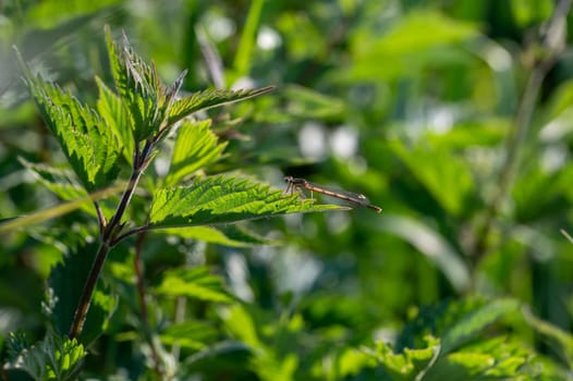 A Dragonfly on plant in green nature