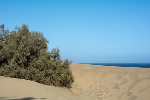 Sandy beach, dunes and a tree in Maspalomas on Gran Canaria in Spain. View of the sea, with blue sky. The huge sand dunes resemble a small desert and are a nature reserve.,Sandy beach, dunes and a tree in Maspalomas on Gran Canaria in Spain. View of the sea, with blue sky. The huge sand dunes resemble a small desert and are a nature reserve.