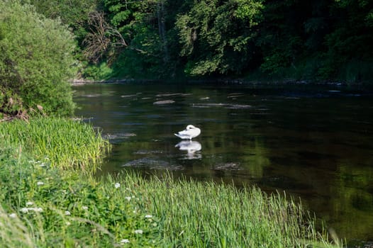 A white swan (Cygnus) stands in the shallow water of a small river and preens its feathers in the green nature