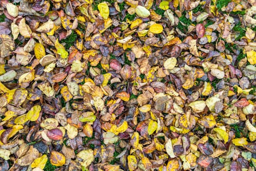 autumnal apple tree leaves on the ground, high angle view full-frame background and texture.
