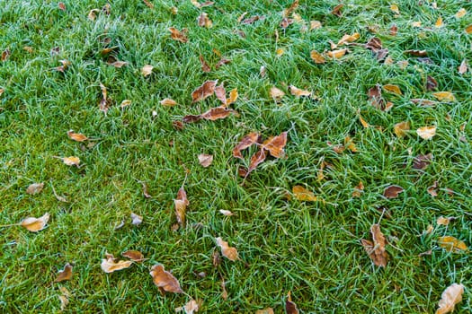 fallen autumn leaves on green grass covered with morning dew.