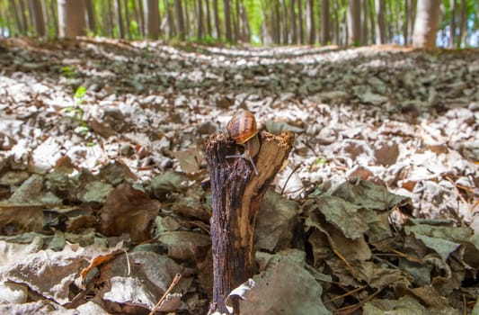 Garden snail crawling over trunk at poplar plantation. Ground view