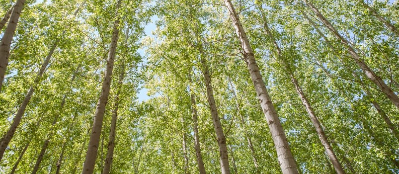 Poplar plantation on springtime. Poplar biomass production concept