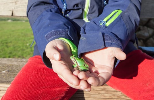 Child boy hands holding European tree frog or hyla arborea