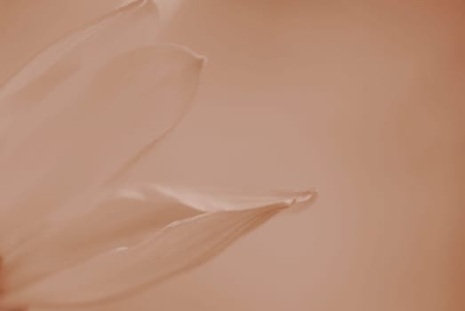 Close-up of the petals of a Magerite in Peach Fuzz