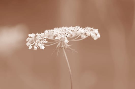 Close-up of a single meadow flower in Peach Fuzz