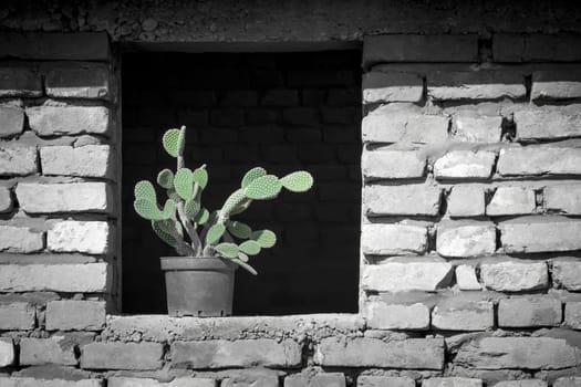 Green cactus on window sill on old gray brick wall background, vintage home decor.