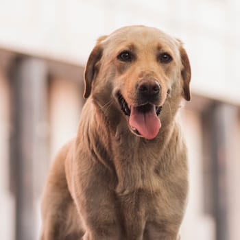 Animal portrait or pet portrait of friendly golden retriever dog.